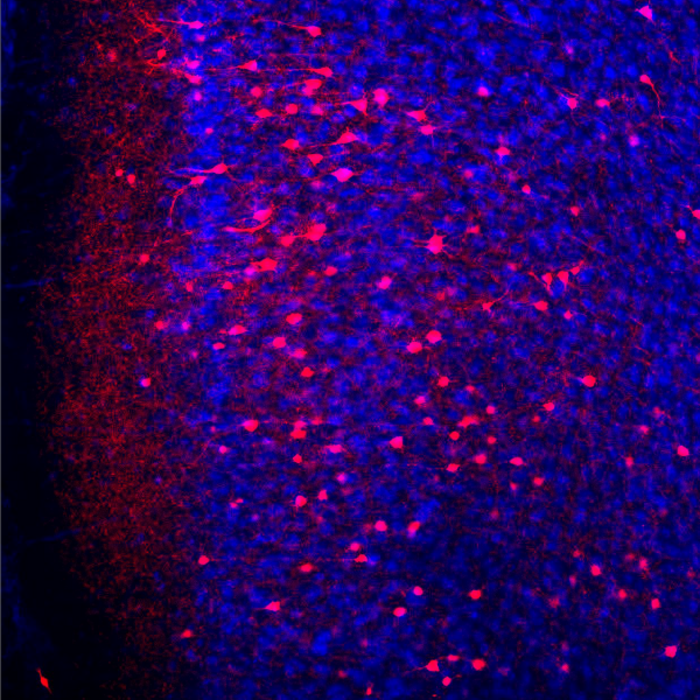 PFC memory neurons